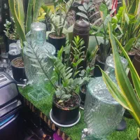 گل وگیاه|گل و گیاه طبیعی|فسا, |دیوار