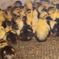 فروش جوحه اردک‌خارجی