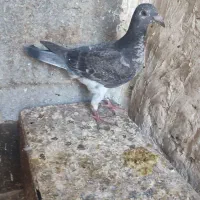 جوجه کفتر المانی اصل