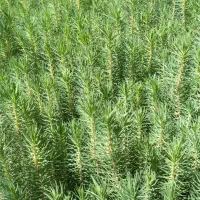 تولید و عرضه ی انواع نهال سرو ناز شیرازی، کاج و|خدمات باغبانی و درختکاری|خفر, |دیوار