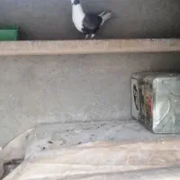 ((ماده پشت قهوه ای))