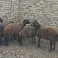 دوعددبره قوچی