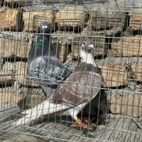 کبوتر پلاکی مسافتی