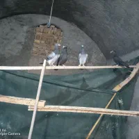 کفتر کیلومتری|پرنده|اردکان, |دیوار