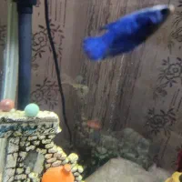 ماهی|ماهی|نظرآباد, مسکن مهر نظرآباد|دیوار