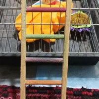 قفس خوکچه و خرگوش|لوازم جانبی حیوانات|تهران, سبلان (لشگر)|دیوار