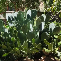 تعدادی کاکتوس غولپیکر از یکمتری تا ۳۰ سانت|گل و گیاه طبیعی|شازند, |دیوار