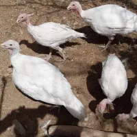 بوقلمون بیوتی ۱۲ عدد بصورت یکجا