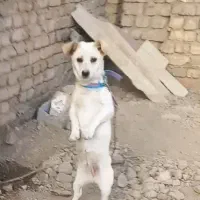 واگذاری سگ پاکوتاه