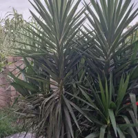 فروش یوکا