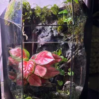 تراریوم هدیه ای ماندگار