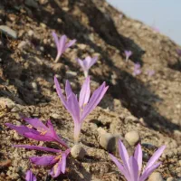 مشارکت در تامین گل حسرت(گل بی منت بارون)  محدود