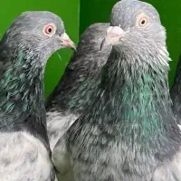 پاکستانی اورجینال|پرنده|بندرعباس, |دیوار