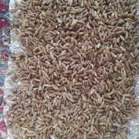 هسته خرما جهت قهوه خرما و هسته هلو جهت کاچی