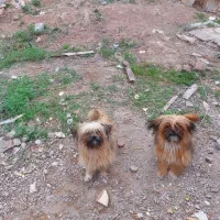 واگذاری پاکوتاه