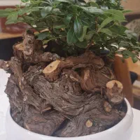 گلدان بنسای