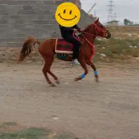اسب کرد ۳ساله
