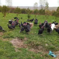 بوقلمون|حیوانات مزرعه|مشگین شهر, |دیوار