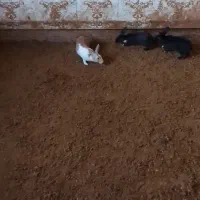 سه عدد خر گوش دونر یه ماده