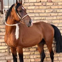 نریان ۴ ساله|اسب و تجهیزات اسب‌سواری|داراب, |دیوار