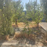 باغ مخصوص خانواده سند داره