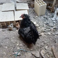 مرغ کرچ با جوجه