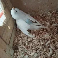 مرغ عشق اهلی|پرنده|ایواوغلی, |دیوار