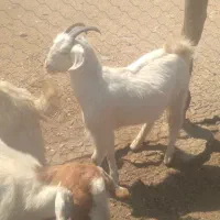 حیوانات مزرعه