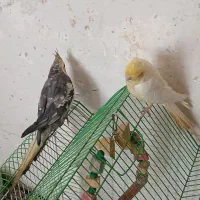 عروس‌هلندی دستی|پرنده|قم, ولیعصر|دیوار