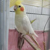 عروس هلندی نر