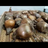 پیاز گل نرگس شهلا