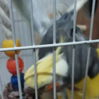 واگذاری عروس هلندی دونیم تاسه ماهه سخنگو