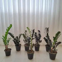 انواع گیاهان خانگی و سایه دوست با کمترین قیمت