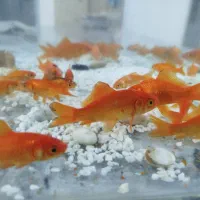 ماهی قرمز|ماهی|شاهرود, |دیوار