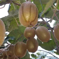 فروش کیوی هایوارد
