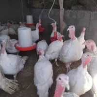 بوقلمون گوشتی|حیوانات مزرعه|سرولایت, |دیوار