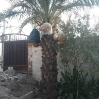 نخل بومی شده کاشان