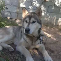 سگ هاسگی