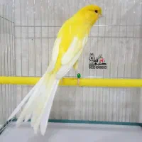 قناری ماده توام
