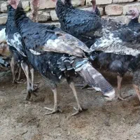 بوقلمون نر و ماده جوجه امسال|حیوانات مزرعه|بوئین زهرا, |دیوار