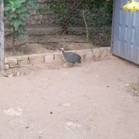 شاخدار نر