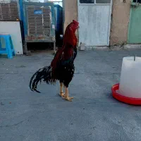 تابلو با طرح تخم لاری تضمینی