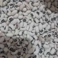 ماش|خوردنی و آشامیدنی|ایلام, |دیوار