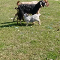 ۵راس بز وبزغاله