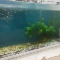 آکواریوم باتمام وسایل با تعدادی ماهی گوپی|ماهی|بروجرد, |دیوار