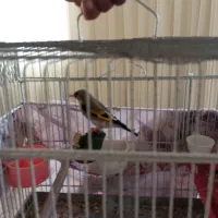 سهره وقناری