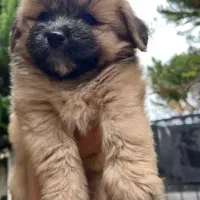 فروش سگ|سگ|تنکابن, |دیوار