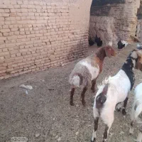 بز جوان|حیوانات مزرعه|سبزوار, قصبه شرقی|دیوار