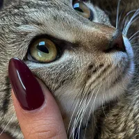 واگذاری گربه