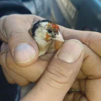 دوتا سره|پرنده|قیدار, |دیوار